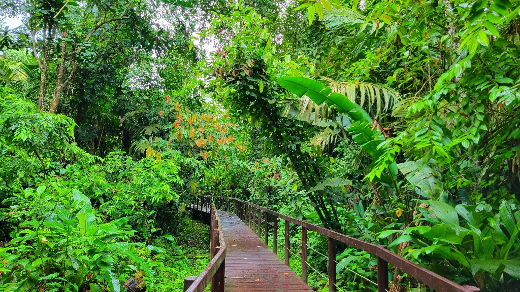 Hiking boardwalk in Cahuita National Park