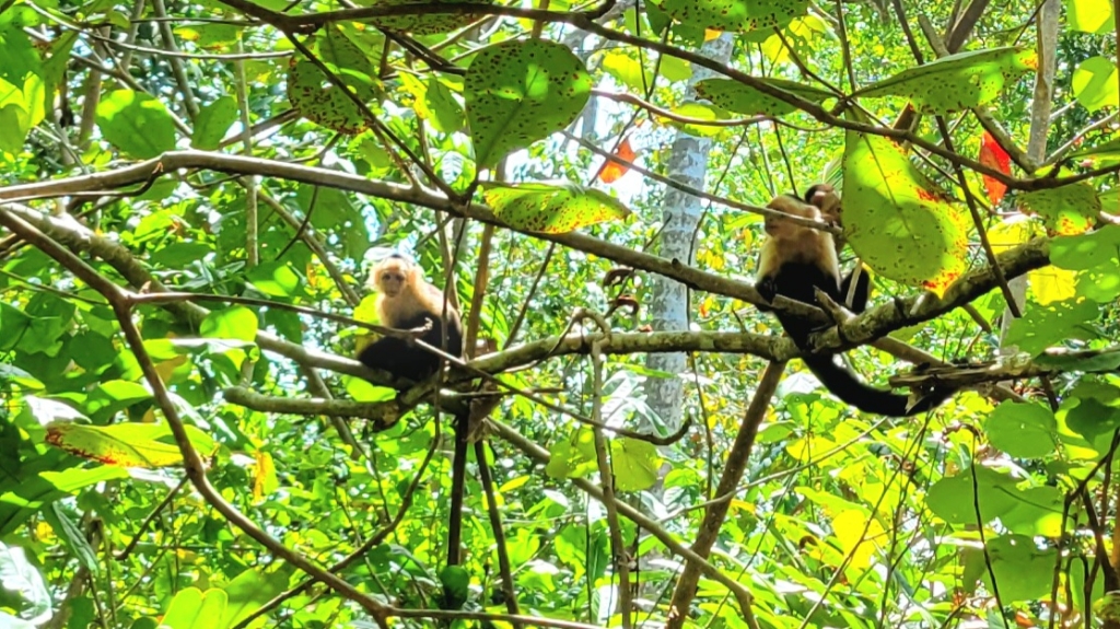 capuchin monkeys Costa Rica