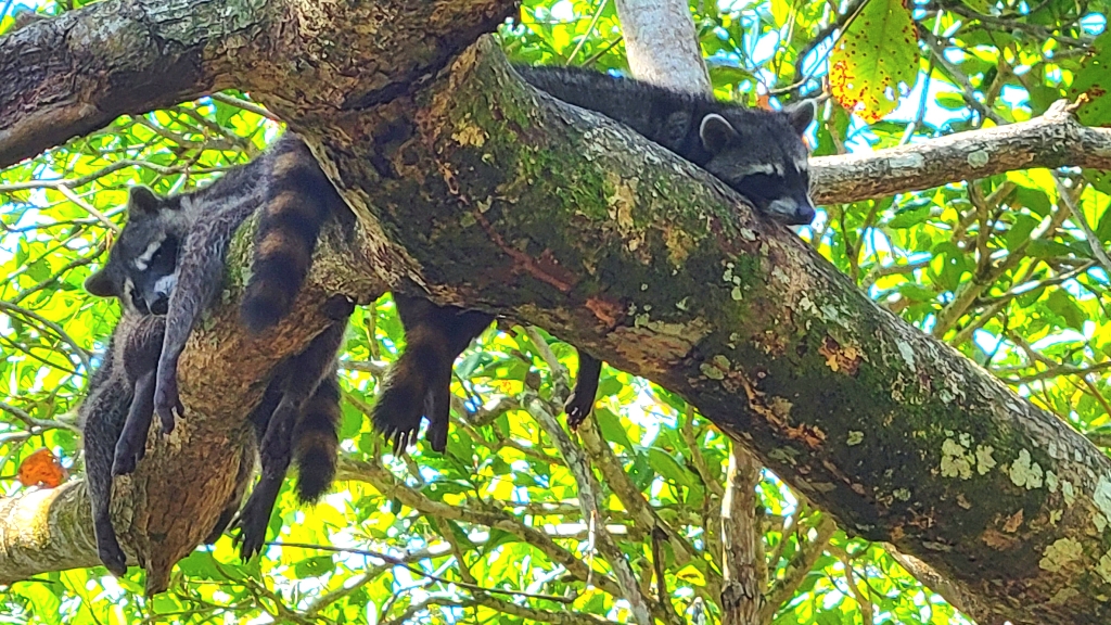 racoons in Costa Rica