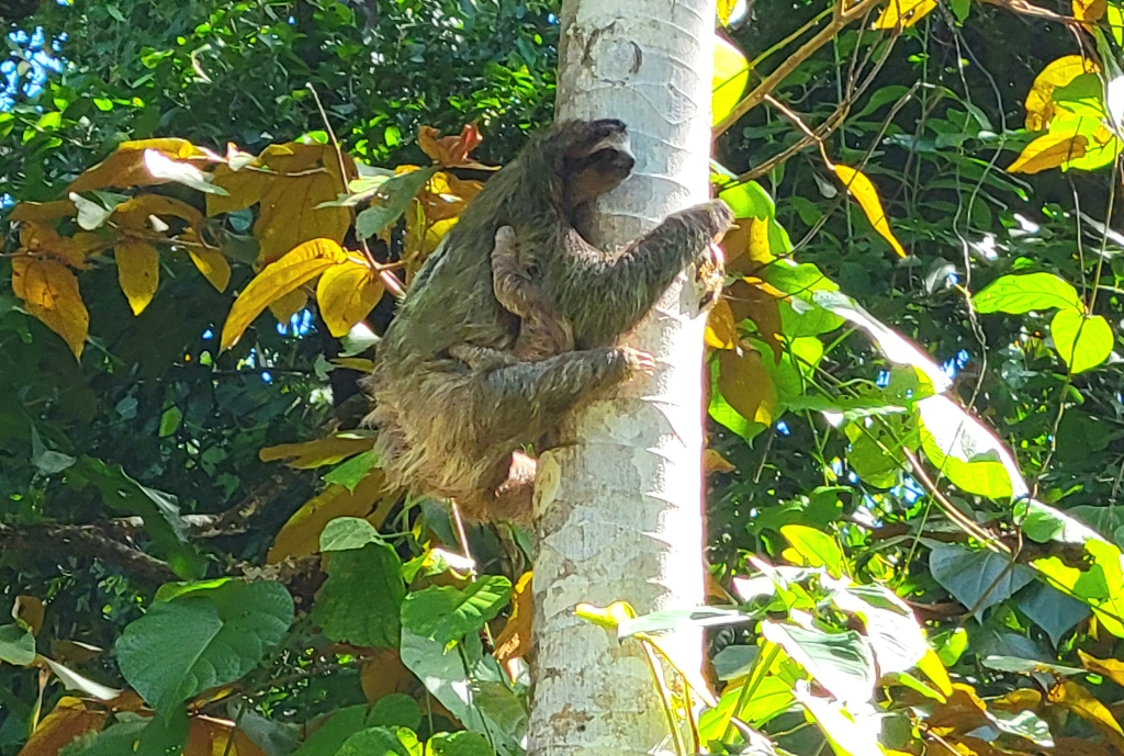 sloths in Red Frog resort, Bocas del Toro