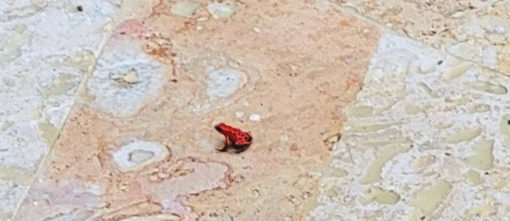 red frog in Bocas del Toro