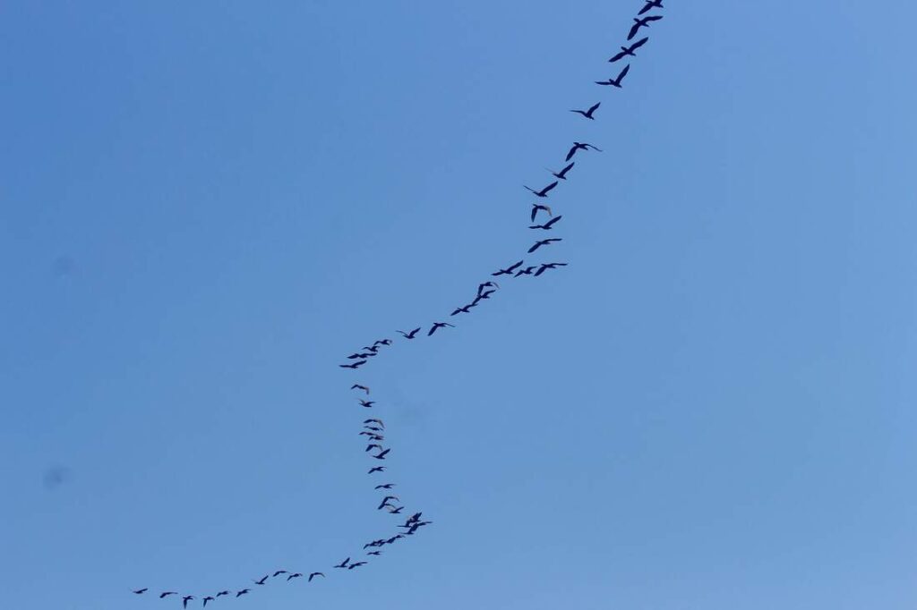 flock of pelicans Las Perlas Panama