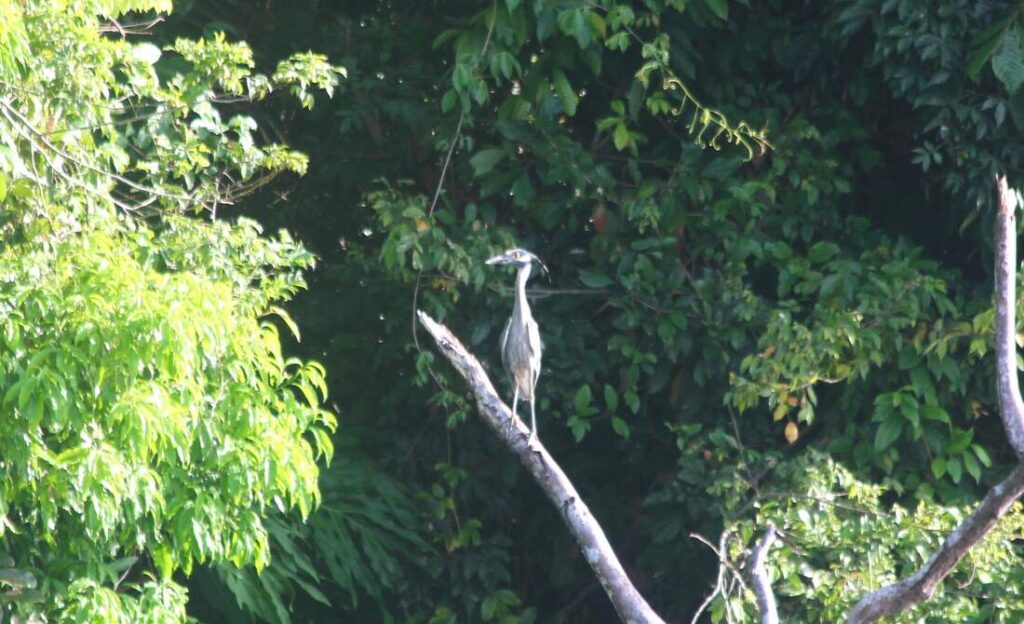 Bird on a branch