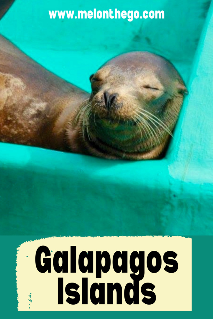 Pin Galapagos Islands sea lion