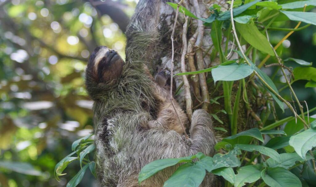 Mama and Baby Sloth