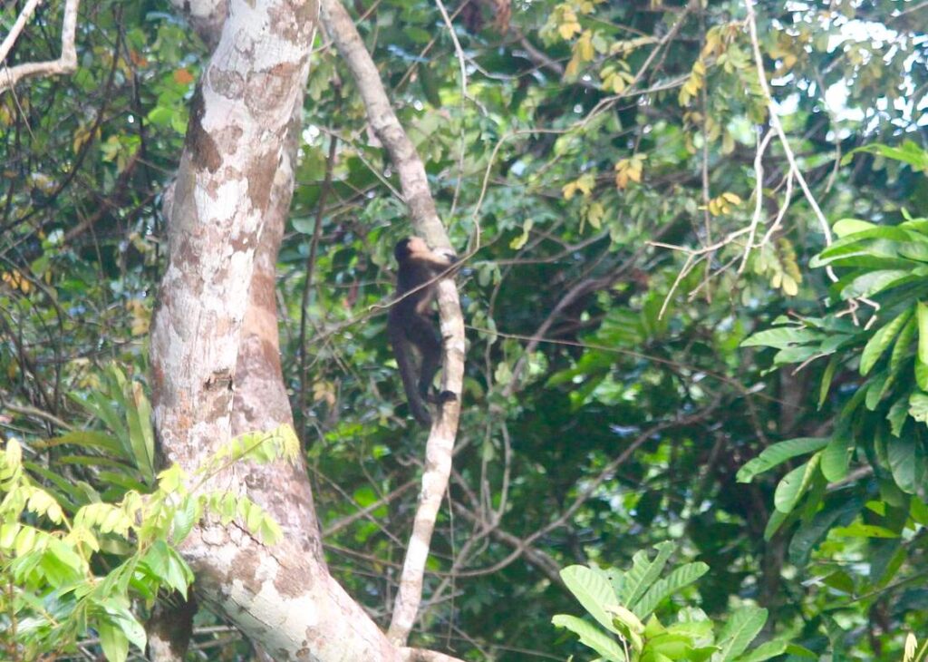 monkey Rio Chagres Panama