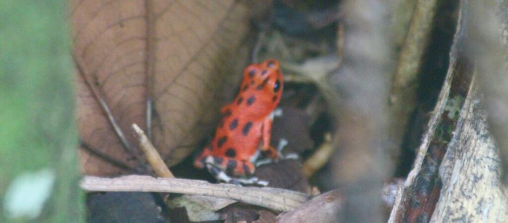 red frog in Panama