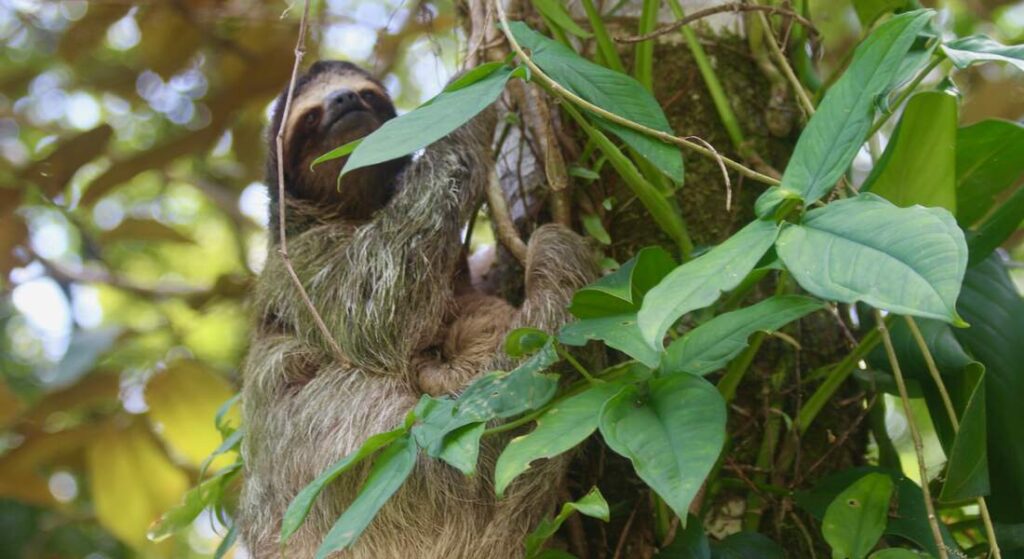 sloth in a tree Panama