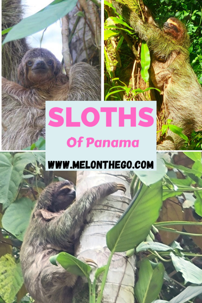 Sloths of Panama pin