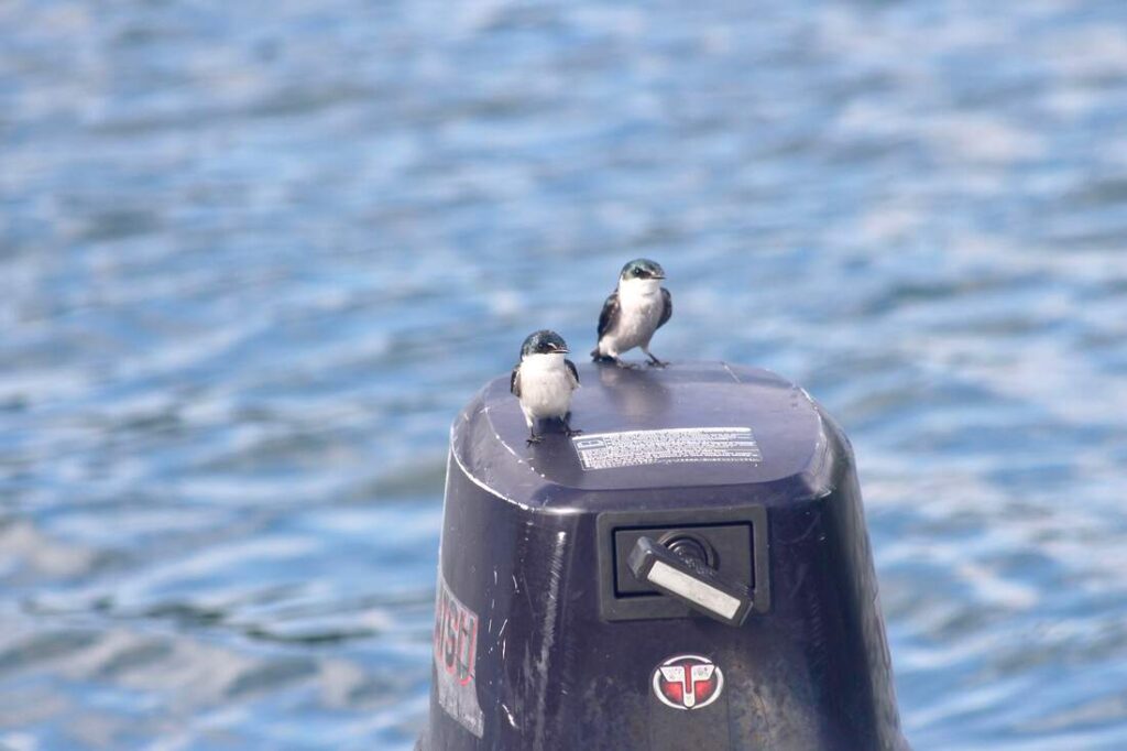 Two Mangrove swallows on dinghy engine Panama