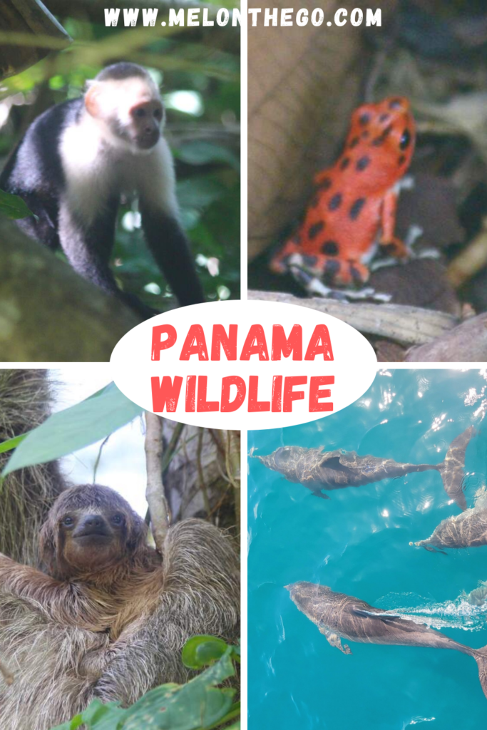 Pin Wildlife of Panama