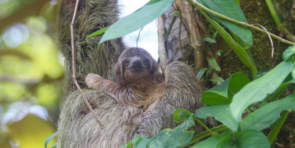 Baby sloth in the wild Panama