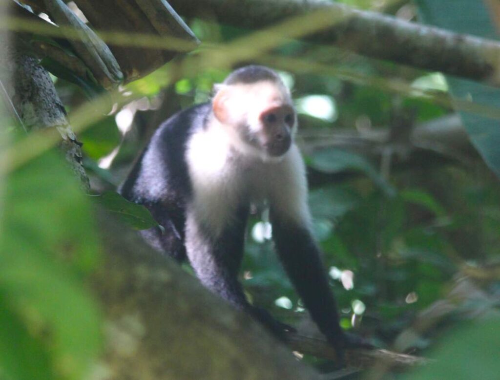 Capuchin monkey in Panama