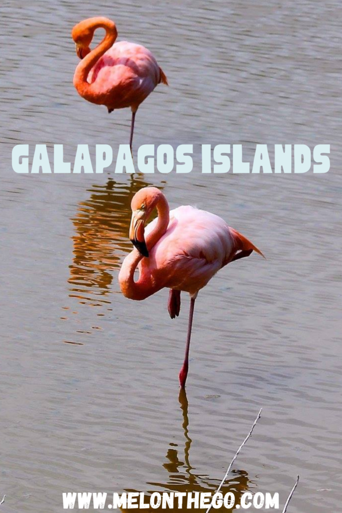 Galapagos Islands Flamingo Pin