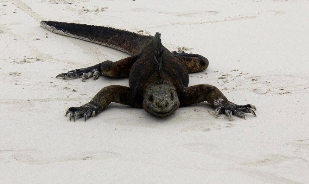 giant iguana on beach in Galapagos