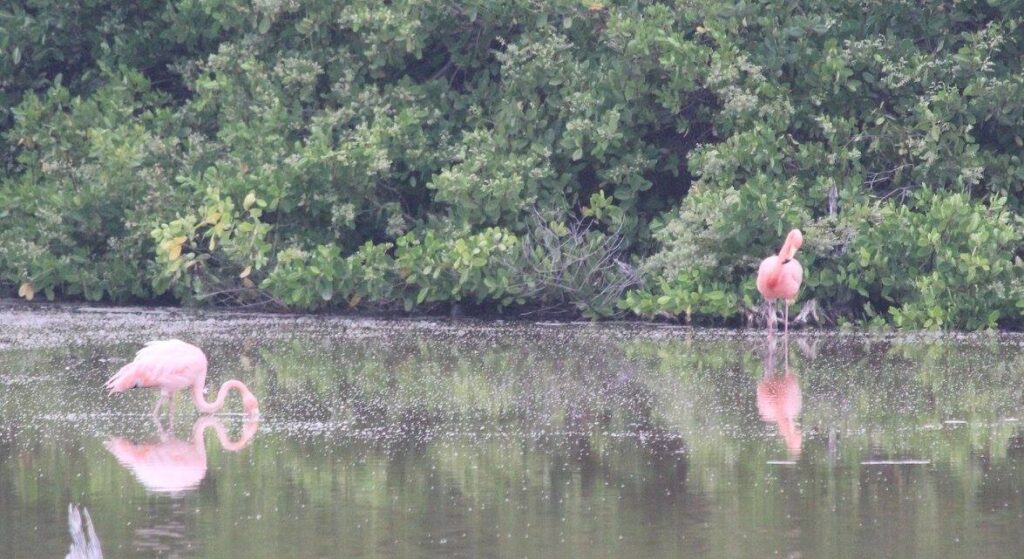 Flamingos in a lake in Galapagos