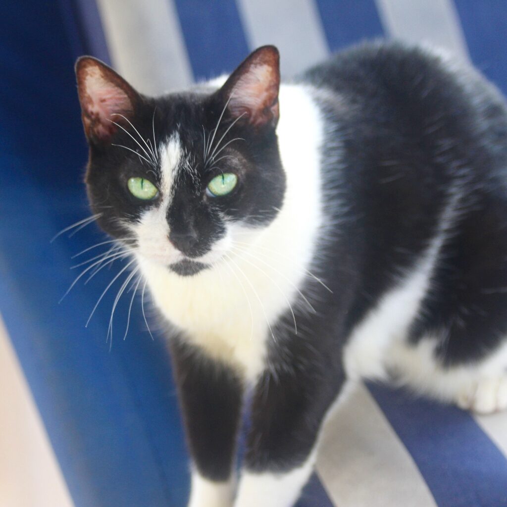 Domino cat on a boat green eyed tuxedo cat