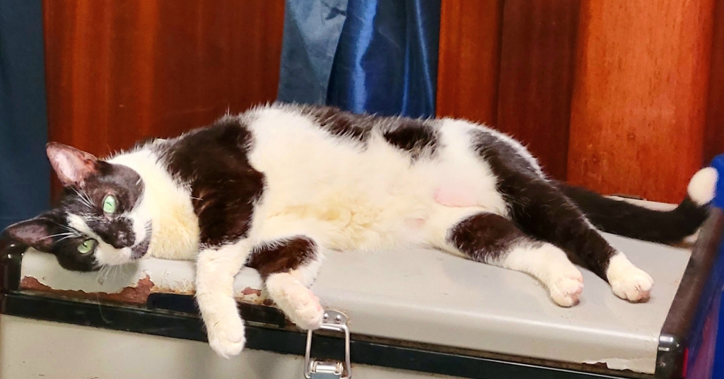 cat lying on freezer on a boat