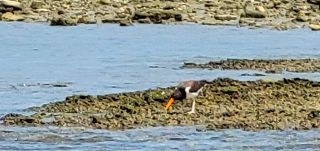 Oyster catchers - birds-  in Las Perlas