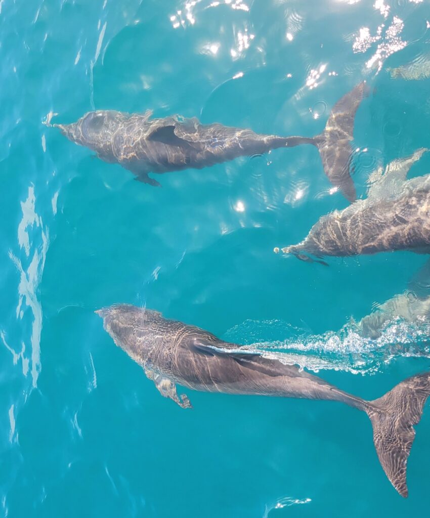 Dolphins in blue Caribbean water in Panama