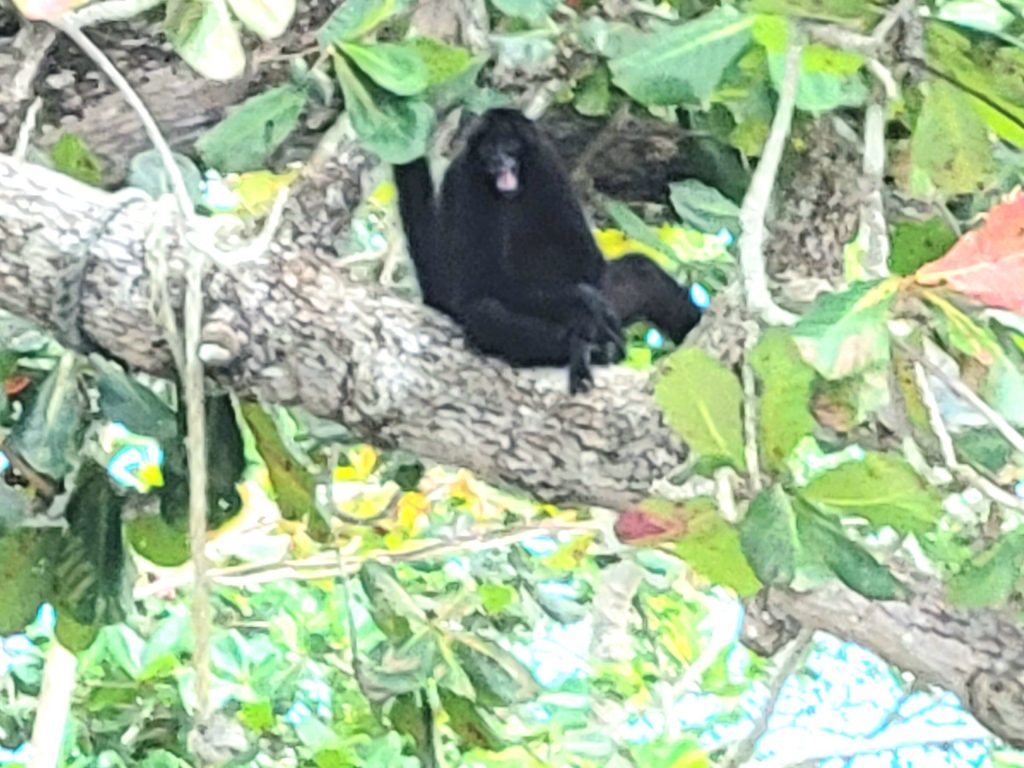 big monkey in tree Panama