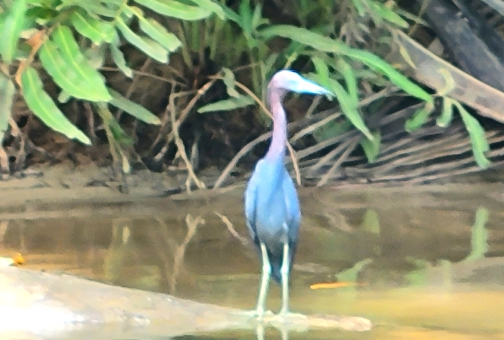 Blue bird blue beak Panama