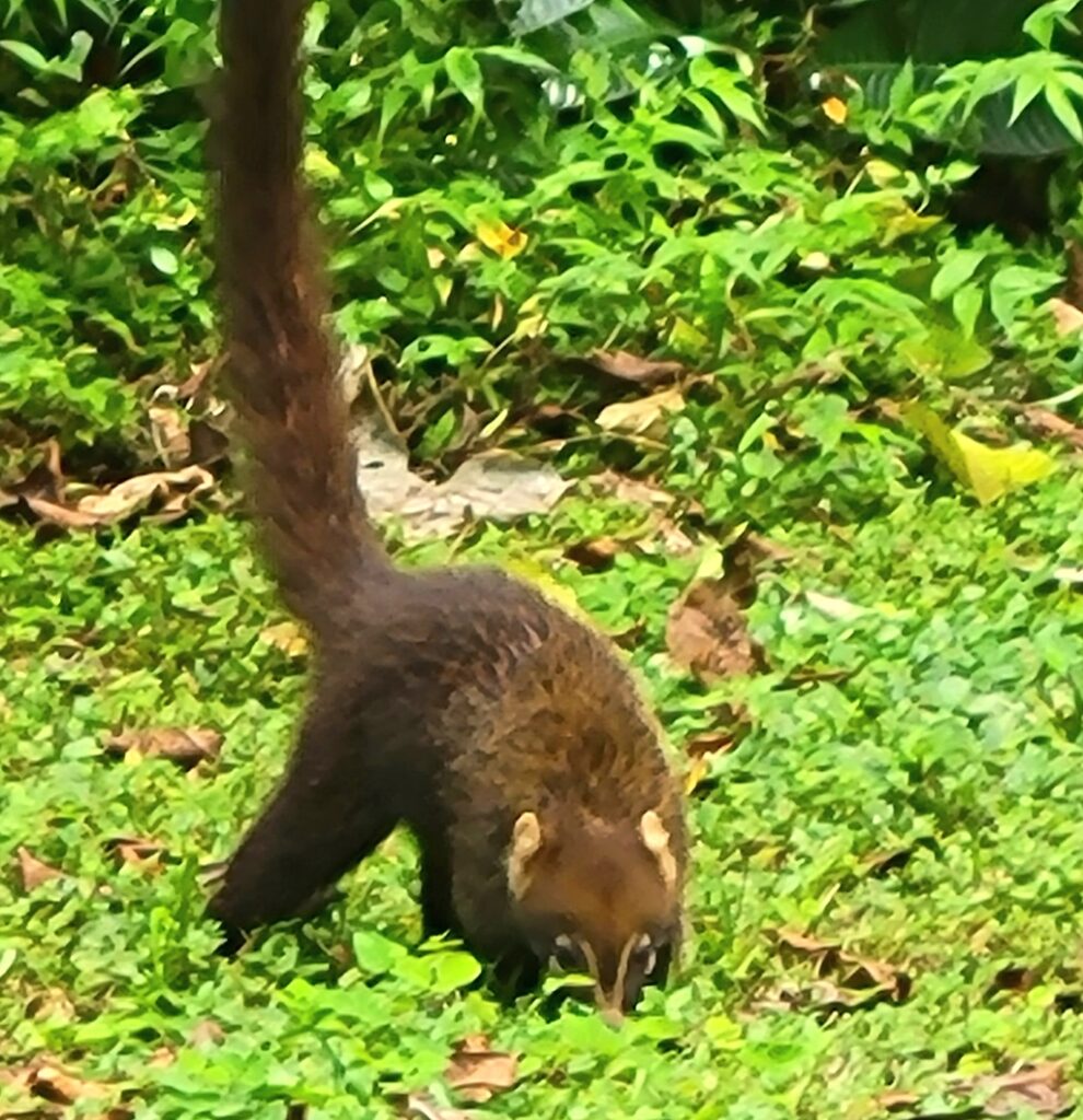 Agouti in Panama