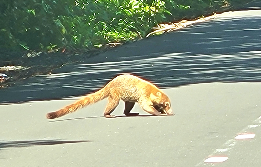 Coati crossing the road in Panama