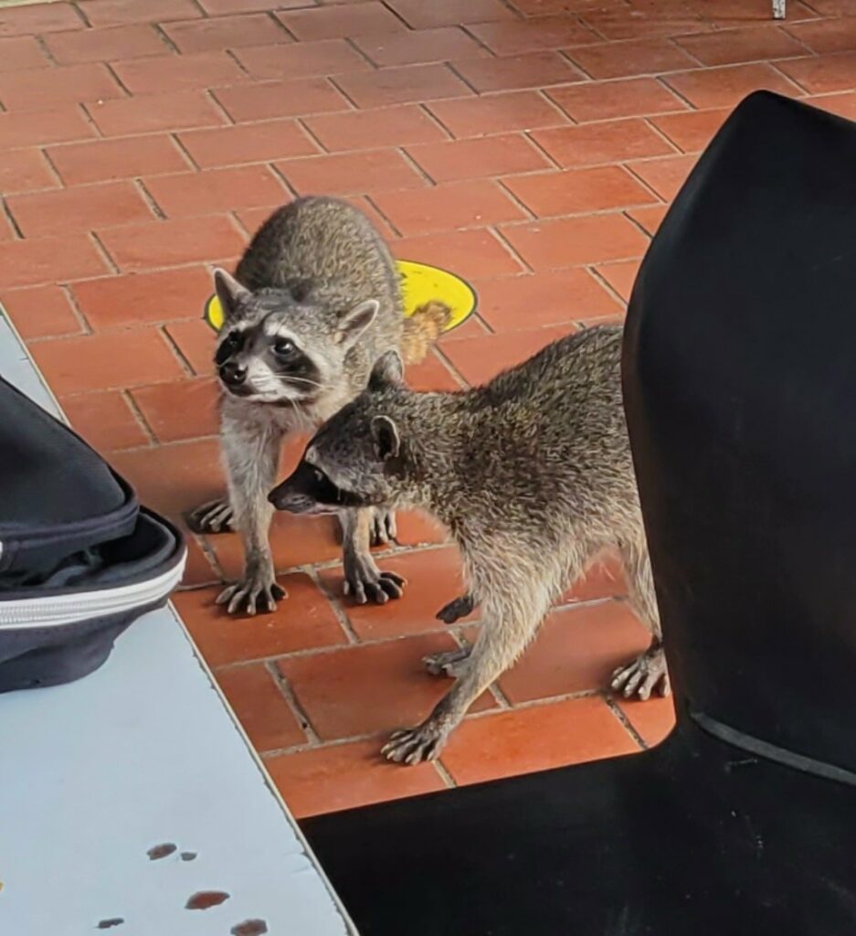 begging raccoons