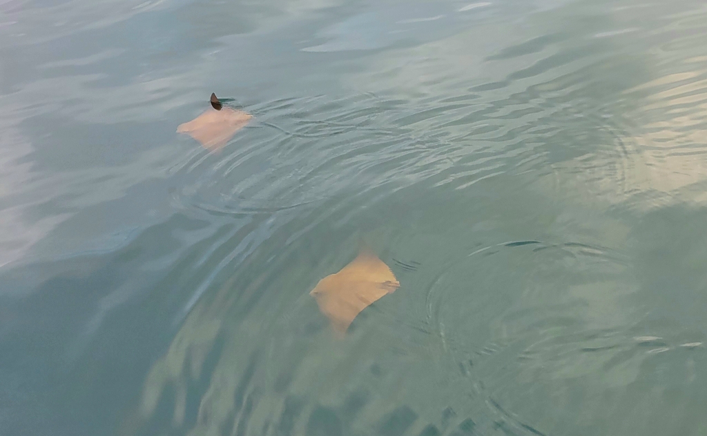 southern sting rays floating in the ocean