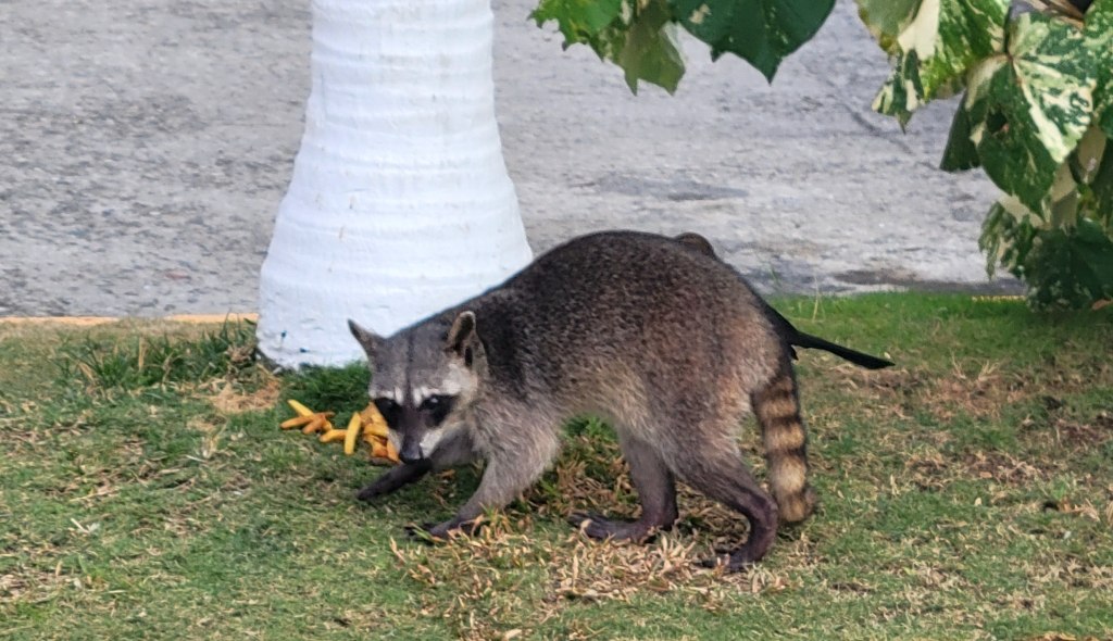 raccoon