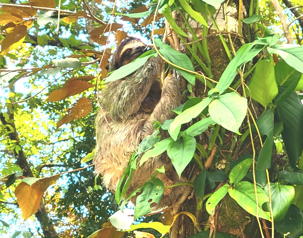 Sloth in tree Panama