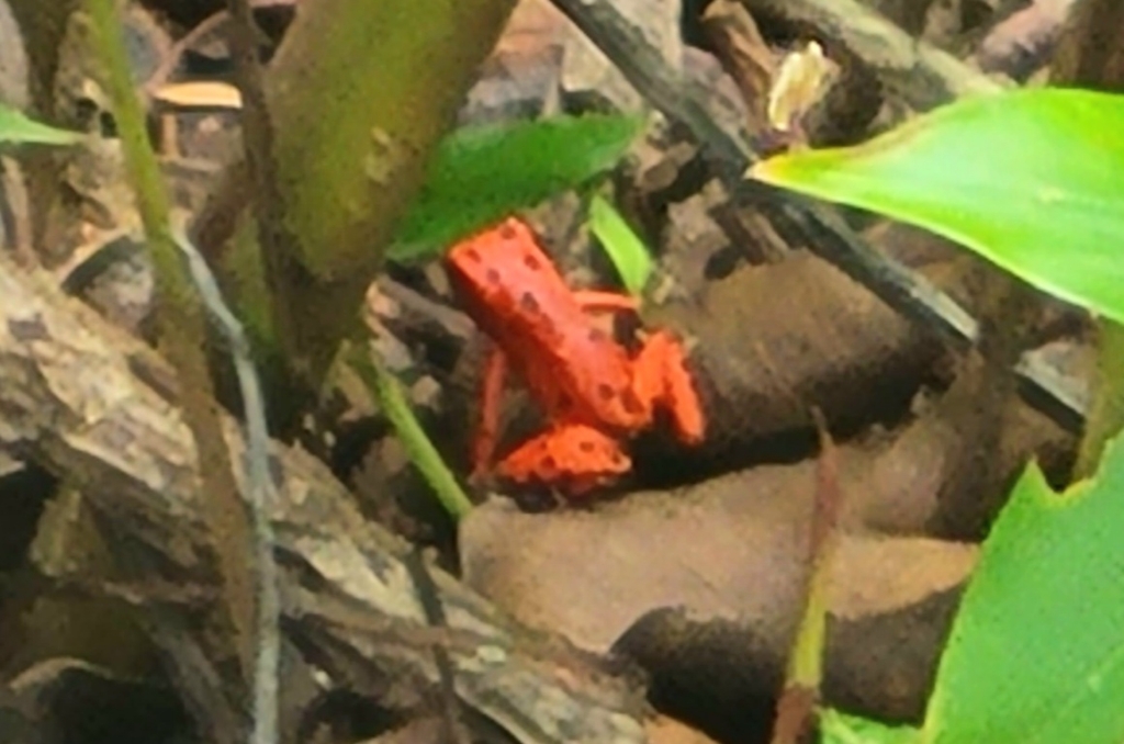 red frog in the tree