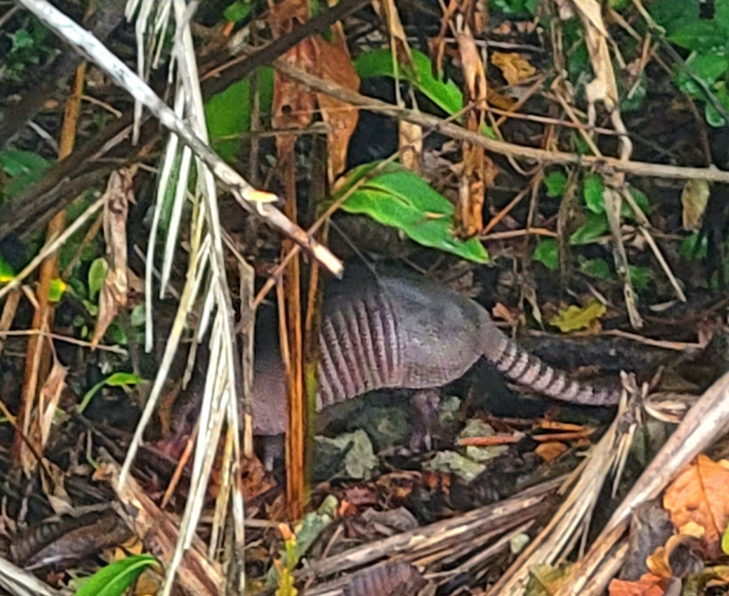 Armadillo 