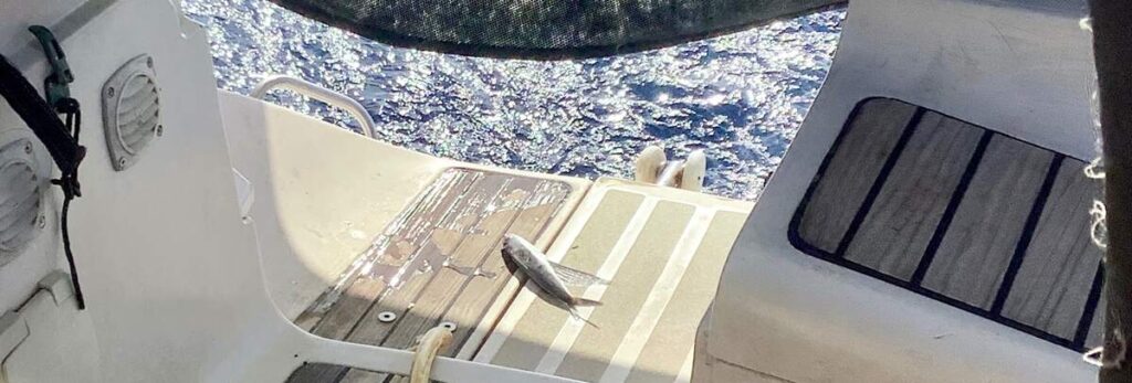 Dead flying fish on a boat