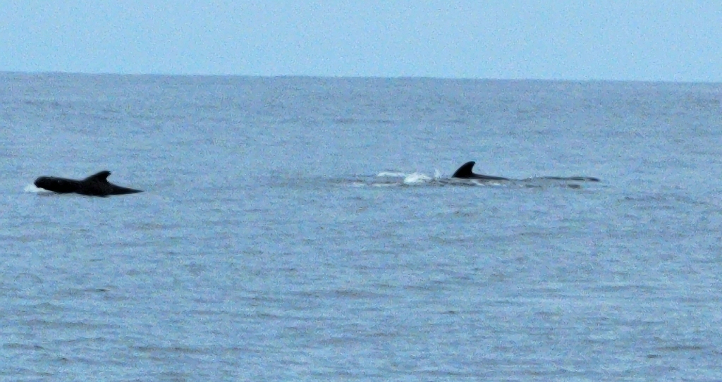 Dolphins in the Pacific Ocean on our passage from Panama to Polynesia