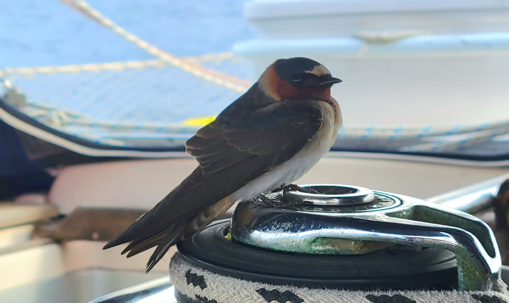 Cute bird who visited almost didn't survive Domino!