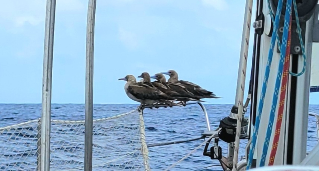 Boobies on a boat
