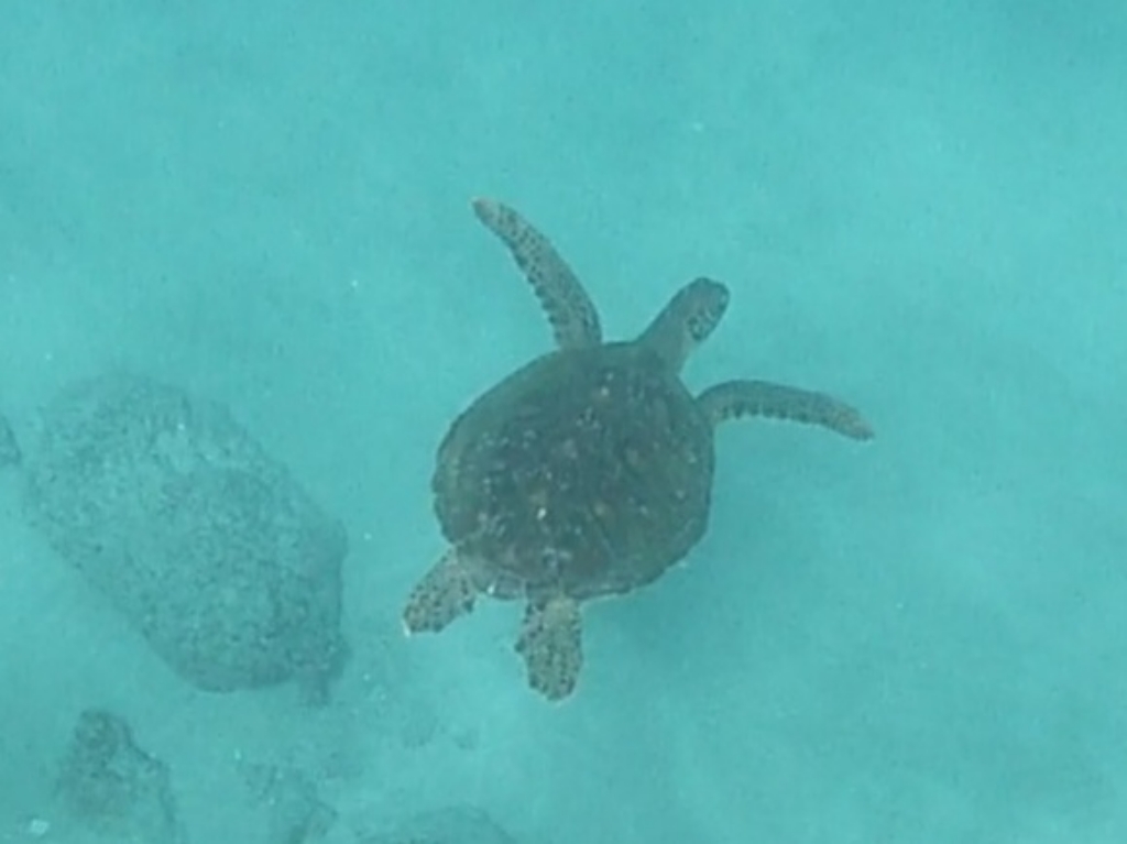 turtle in Tahuata