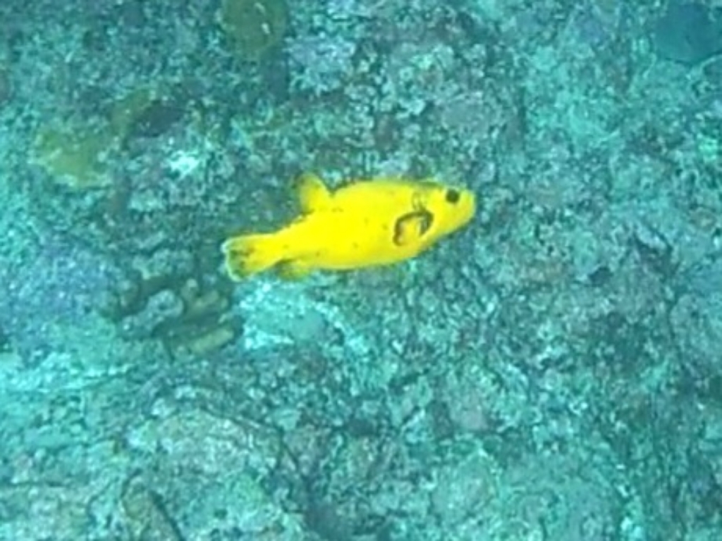 Pacific fish diving Tahuata Marquesas