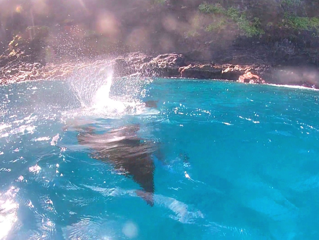 Manta rays