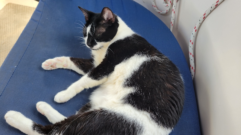 tuxedo cat on a boat