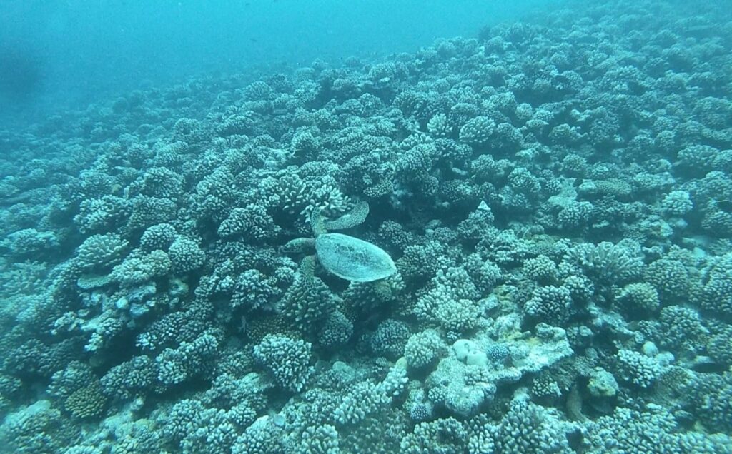 Turtle Opunohu Bay marine life in Moorea