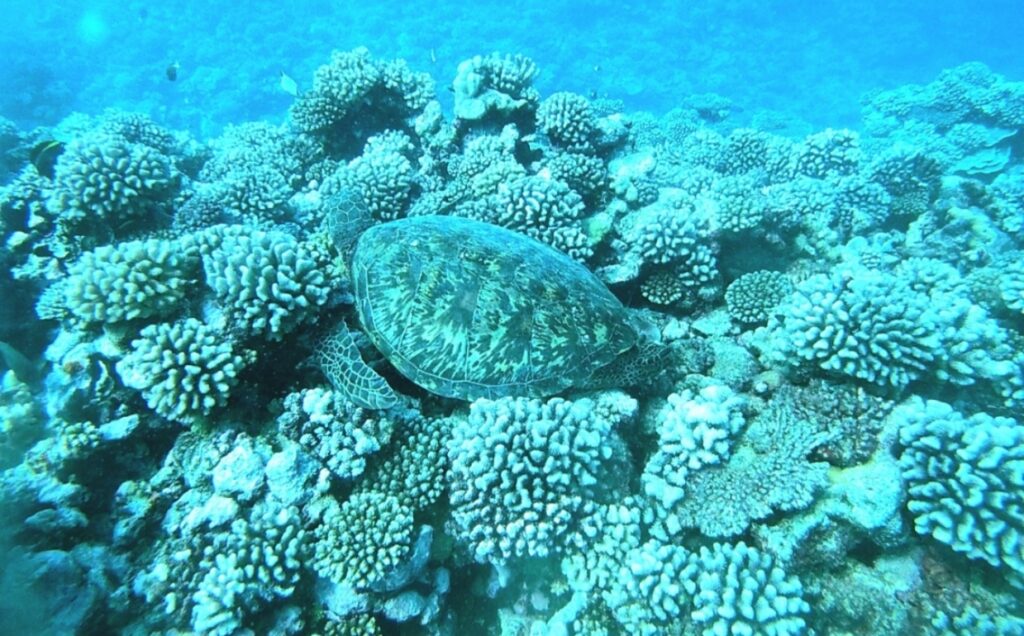 turtle Marine life in Moorea