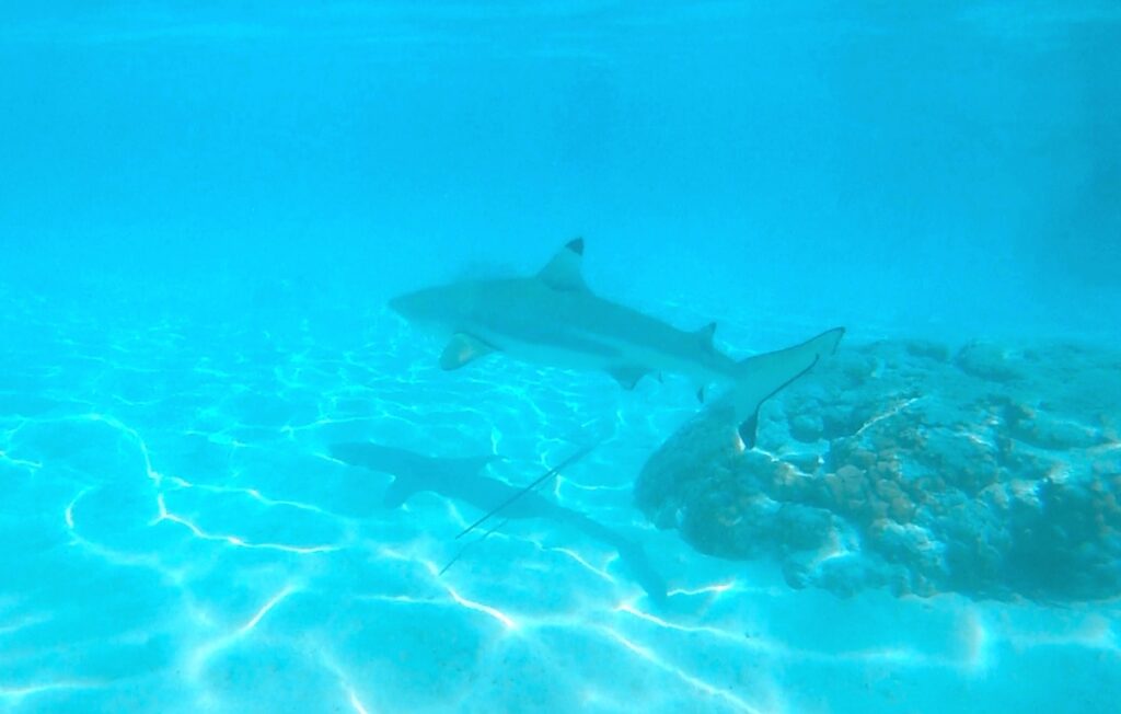 black tip shark in Moorea