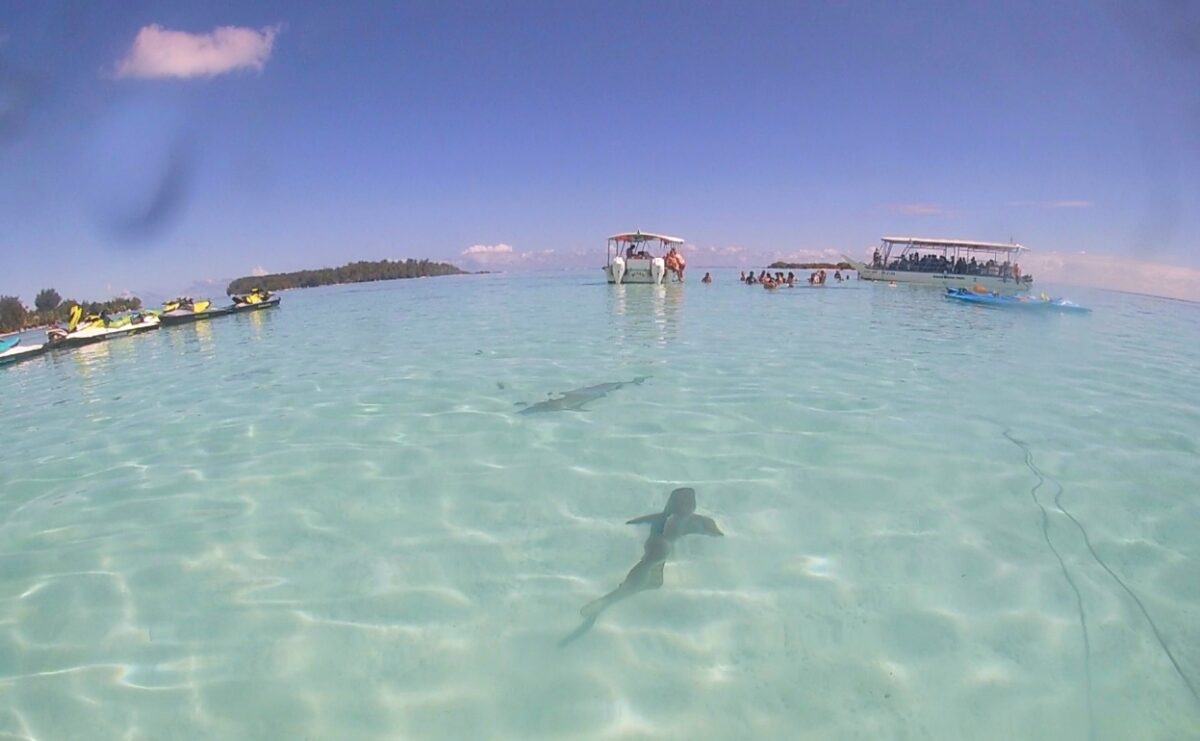 Marine Life in Moorea