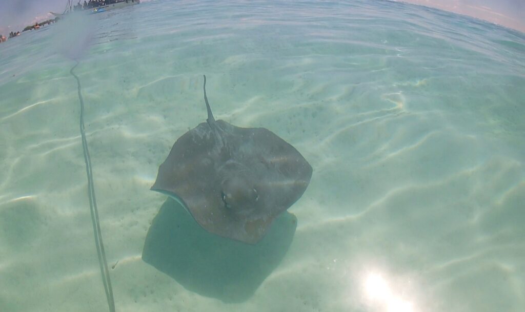 sting ray, marine life in Moorea