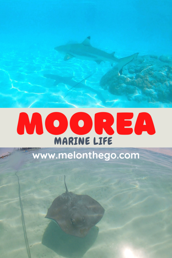 Pin Moorea Marine Life