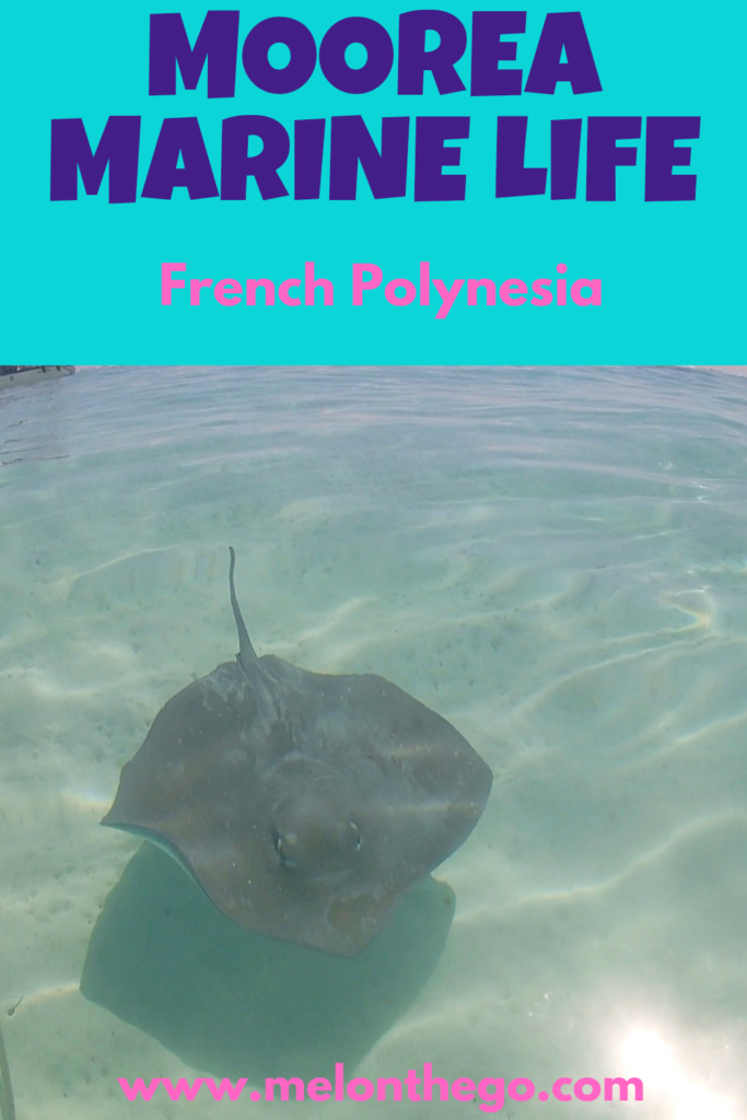 Pin Marine Life in Moorea, stingray