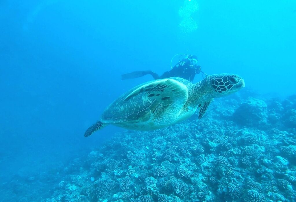 Sea turtle in Tahiti